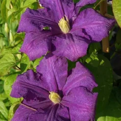 Clématite d'été "Luther Burbank" Pot 3L