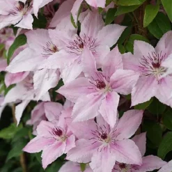 Clématite d'été "Pink Fantasy" Pot 3L