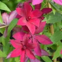 Clématite d'été 