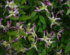 Clématite d'été "Rubra Marginata" Pot 3L