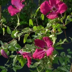 Clématite d'été "Rubra" Pot 3L