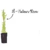 Clématite d'été "The President" Pot 3L