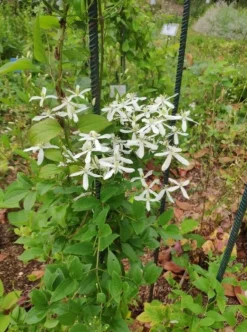 Clématite d'été "Vitalba" Pot 3L