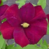 Clématite d'été "Voluceau" Pot 3L