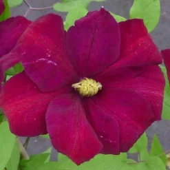 Clématite d'été "Voluceau" Pot 3L