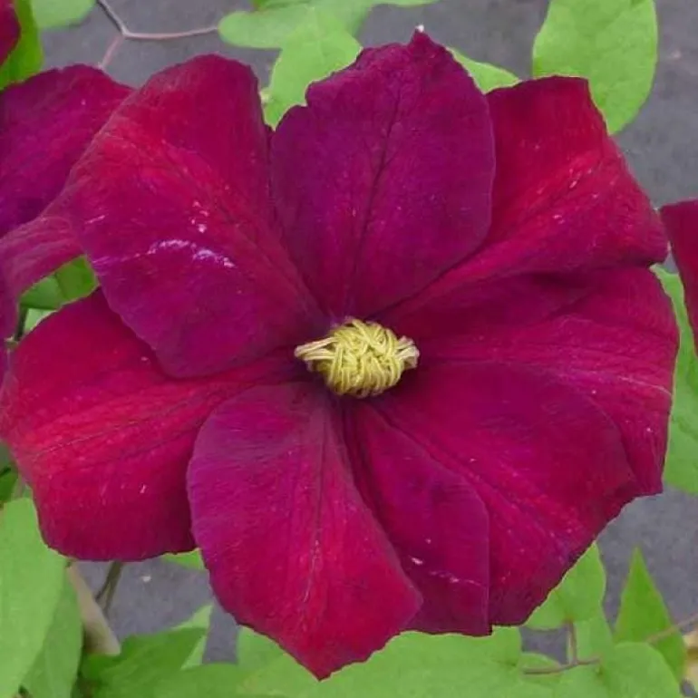 Clématite d'été "Voluceau" Pot 3L