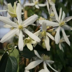 Clématite persistante "Snowdrift" Pot 3L