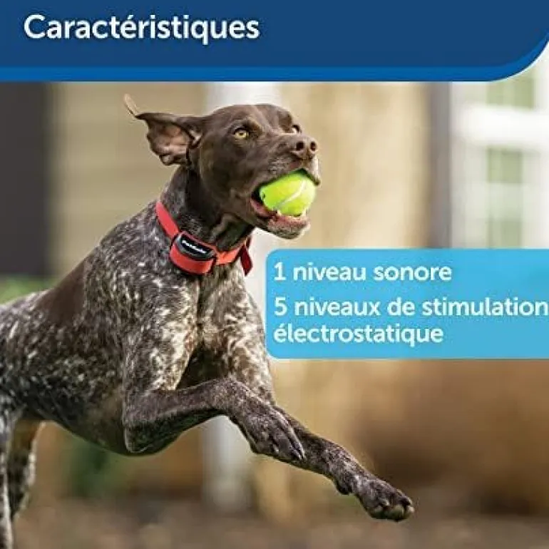 Clôture sans fil Stay and play "chien têtu" + collier