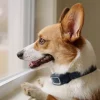 Collier anti-aboiement à spray rechargeable PETSAFE