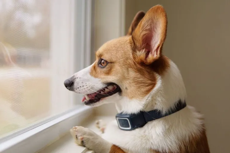 Collier anti-aboiement à spray rechargeable PETSAFE