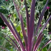 Cordyline Paso Doble Pot 4.5L