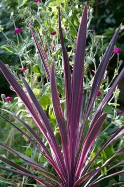 Cordyline Paso Doble Pot 4.5L