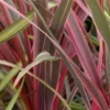 Cordyline Can Can Pot 4.5L