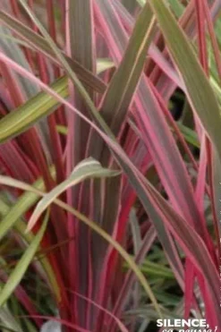 Cordyline Can Can Pot 4.5L