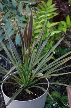 Cordyline Choco Mint Pot 4.5L