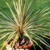 Cordyline d'Australie "Torbay Dazzler" Pot 4.5L