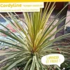 Cordyline d'Australie "Torbay Dazzler" Pot 7L 80/100cm