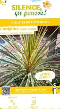 Cordyline d'Australie "Torbay Dazzler" Pot 7L 80/100cm