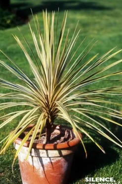 Cordyline d'Australie "Torbay Dazzler" Pot 7L 80/100cm