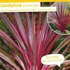 Cordyline de Banks "Electric Pink"Pot 4.5L SILENCE ÇA POUSSE