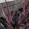 Cordyline de Banks RENEGADE Pot 7L