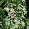 Cornouiller de Hong Kong "Parc de Haute Bretagne" Pot 10L