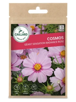 Cosmos Géant Sensation Radiance Rose 2g CAILLARD