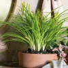 Coupe Modul'o white Ø19 cm - 1,2 L DEROMA