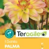 Dahlia buisson nain "Palma" (x1) TERAGILE