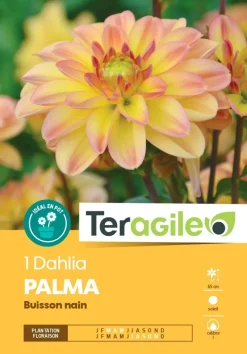 Dahlia buisson nain "Palma" (x1) TERAGILE