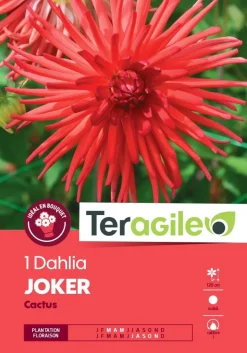 Dahlia cactus "Joker" (x1) TERAGILE