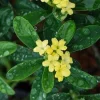 Daphne gemmata Royal Crown Pot 4.5L