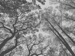Décor panoramique ciel arbres noir/blanc AS CREATION