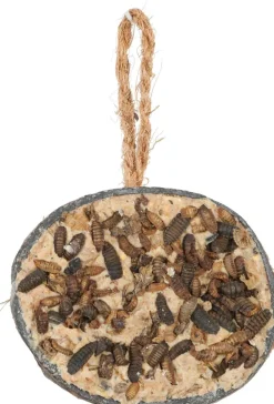 Demi noix de coco graisse-insectes à suspendre
