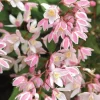 Deutzia Yuki Pot 3L
