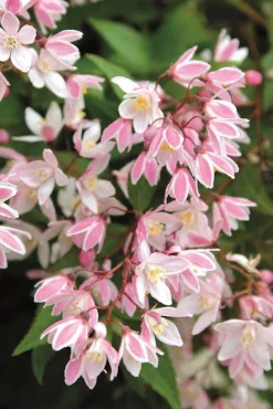 Deutzia Yuki Pot 3L