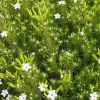 Diosma "Sunset Gold" Pot 4.5L SILENCE ÇA POUSSE
