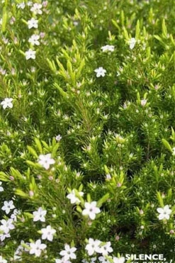 Diosma "Sunset Gold" Pot 4.5L SILENCE ÇA POUSSE