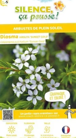 Diosma "Sunset Gold" Pot 4.5L SILENCE ÇA POUSSE