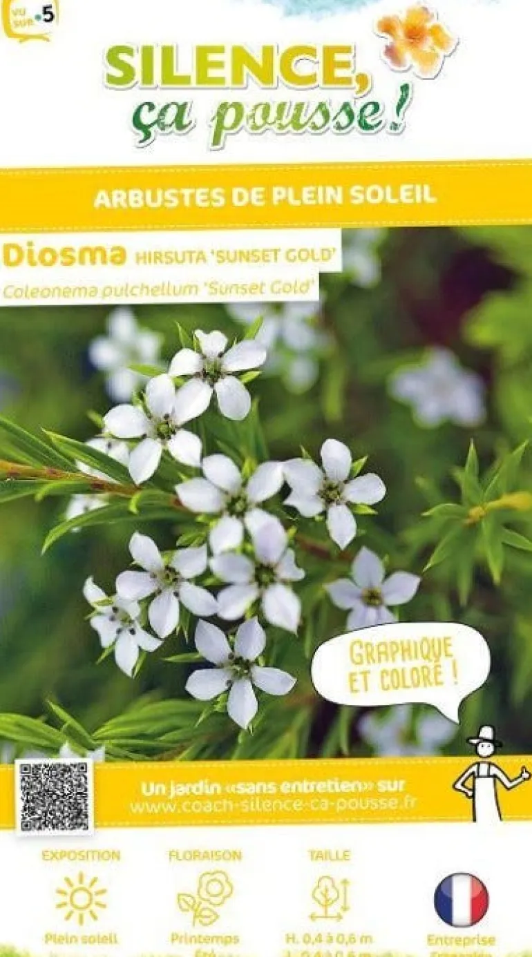 Diosma "Sunset Gold" Pot 4.5L SILENCE ÇA POUSSE