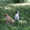Enclos pour chiots/petits animaux 8 éléments Ø143cm