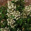 Escallonia "Iveyi" Pot 10L SILENCE ÇA POUSSE