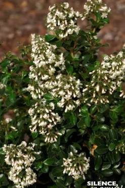 Escallonia "Iveyi" Pot 10L SILENCE ÇA POUSSE