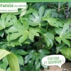Fatsia du Japon Pot 10L SILENCE ÇA POUSSE