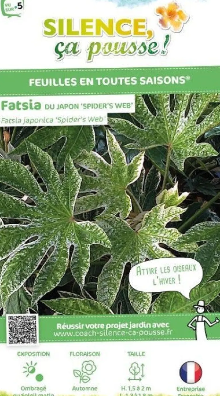 Fatsia du Japon "Spider's Web" Pot 10L SILENCE ÇA POUSSE