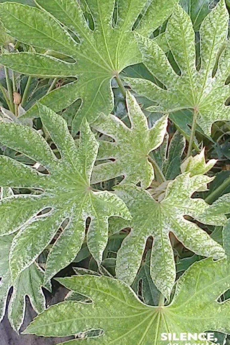 Fatsia du Japon "Spider's Web" Pot 10L SILENCE ÇA POUSSE