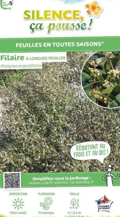 Filaire à longues feuilles Pot 5L SILENCE ÇA POUSSE