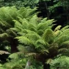 Fougère arborescente Dicksonia Pot 4.5L