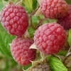 Framboisier "Willamette" Pot de 1.5L