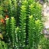 Fusain du Japon "Benkomoki=Benkomasaki "Pot 10L
